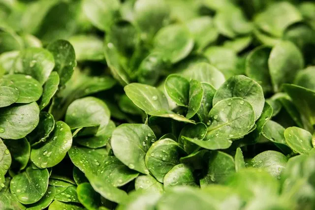 Growbox zestaw dla osób, które marzą o profesjonalnej uprawie